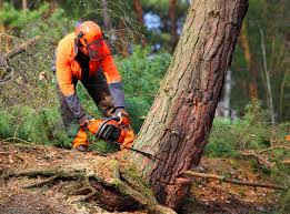 Best Tree Cabling and Bracing  in Ashland, OR